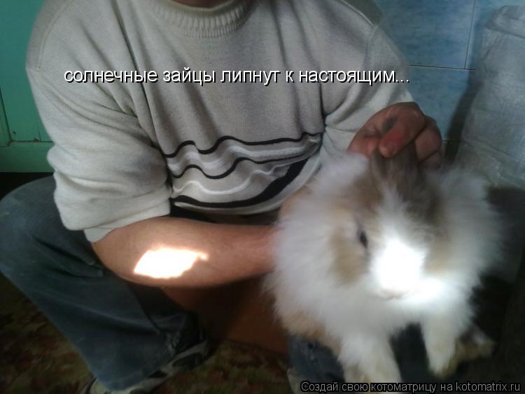 Котоматрица: солнечные зайцы липнут к настоящим...