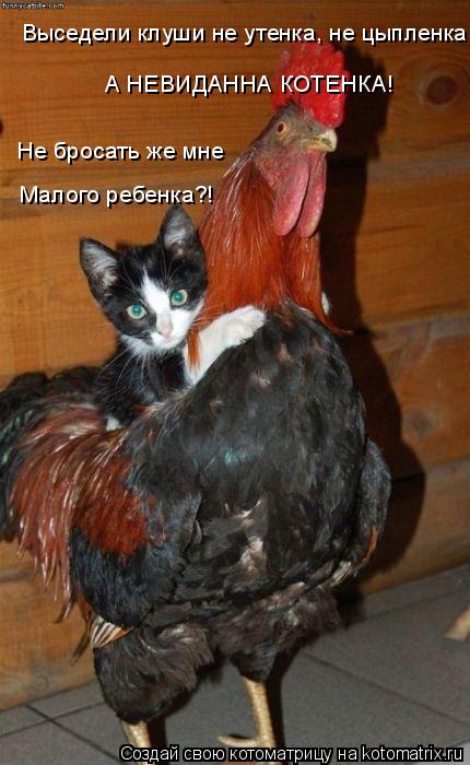 Котоматрица: Выседели клуши не утенка, не цыпленка А НЕВИДАННА КОТЕНКА! Не бросать же мне Малого ребенка?!