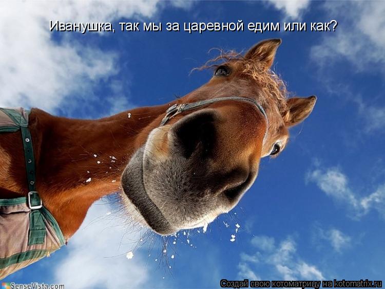 Котоматрица: Иванушка, так мы за царевной едим или как?
