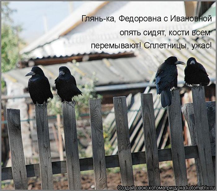 Котоматрица: перемывают! Сплетницы, ужас! опять сидят, кости всем Глянь-ка, Федоровна с Ивановной