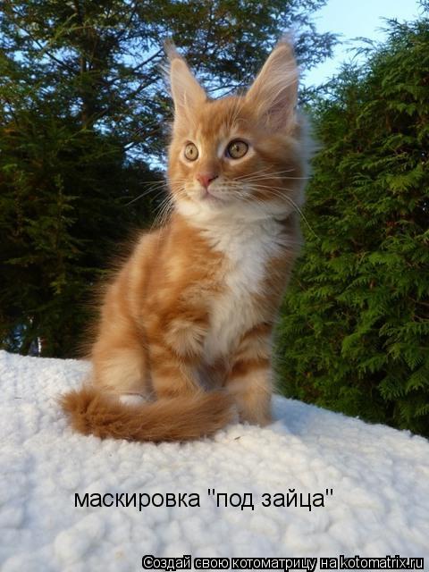 Котоматрица: маскировка "под зайца"