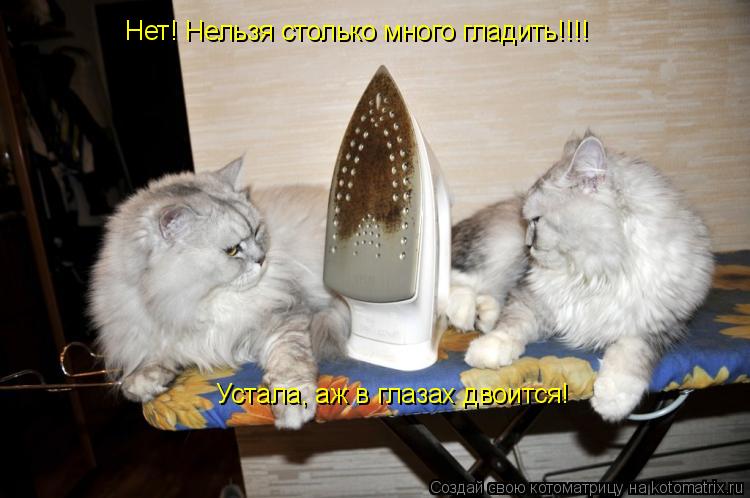 Котоматрица: Нет! Нельзя столько много гладить!!!! Устала, аж в глазах двоится!
