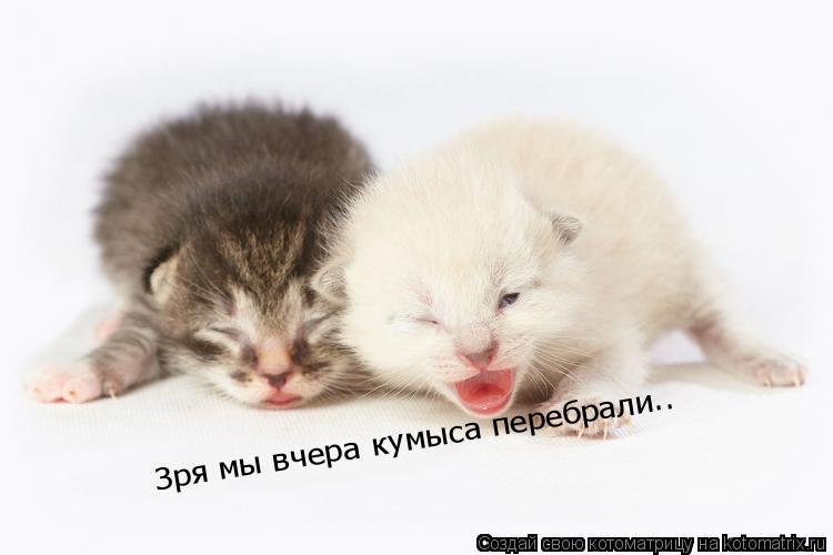 Котоматрица: Зря мы вчера кумыса перебрали..