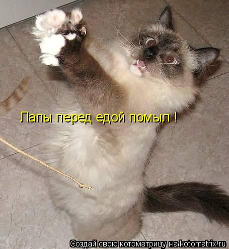 Котоматрица: Лапы перед едой помыл !