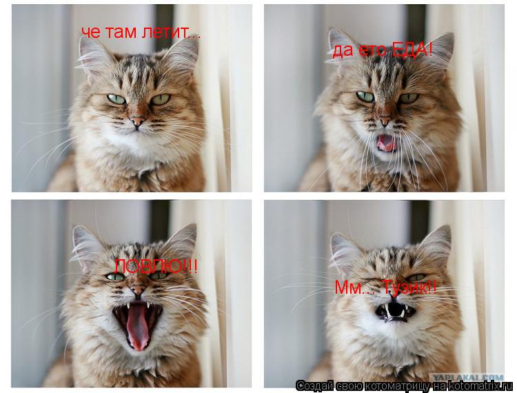 Котоматрица: че там летит... да ето ЕДА! ЛОВЛЮ!!! Мм... Тузик!!