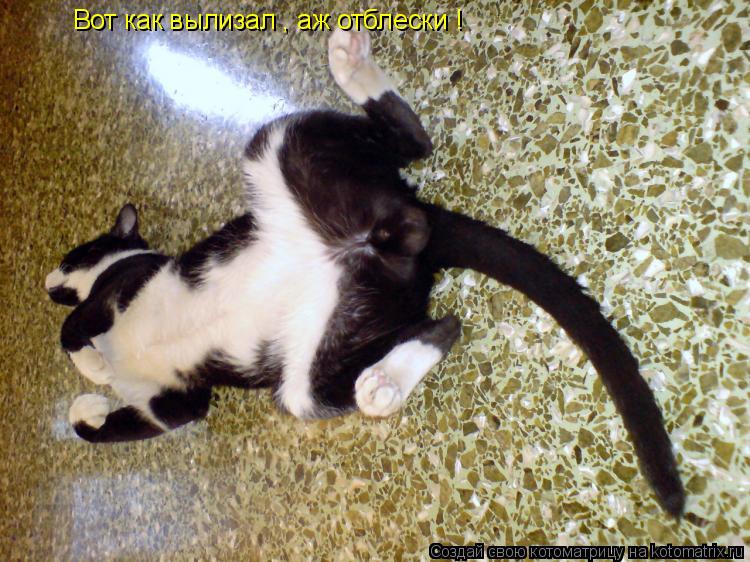 Котоматрица: Вот как вылизал , аж отблески !