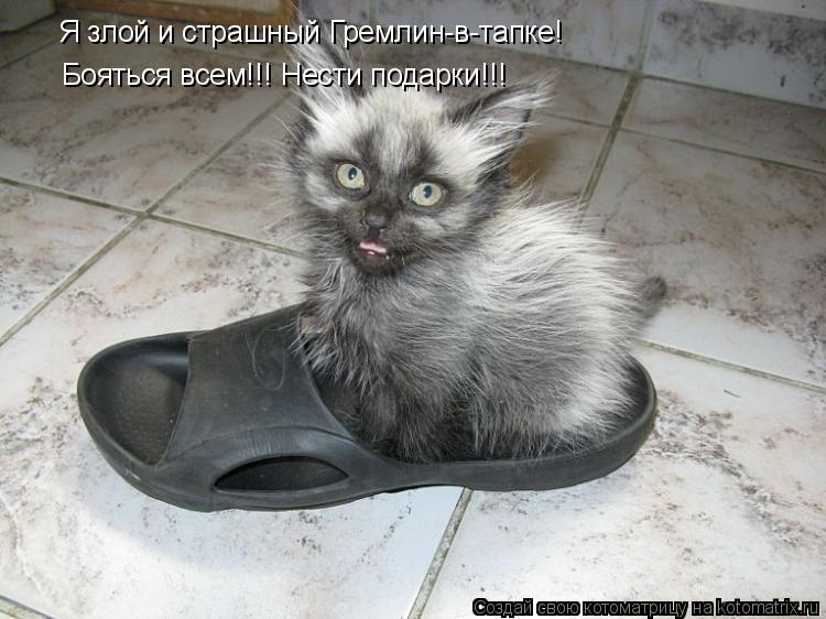 Котоматрица: Я злой и страшный Гремлин-в-тапке! Бояться всем!!! Нести подарки!!!