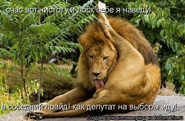 Котоматрица: счас вот чистоту и лоск себе я наведу! в соседний прайд! как депутат на выборы иду!