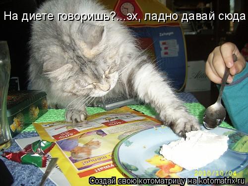 Котоматрица: На диете говоришь?...эх, ладно давай сюда
