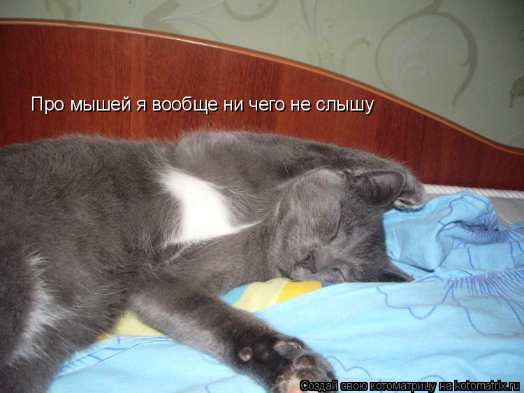 Котоматрица: Про мышей я вообще ни чего не слышу