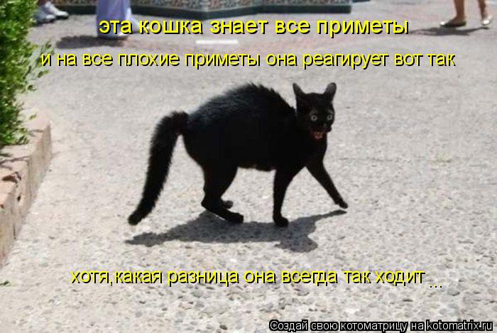 Котоматрица: эта кошка знает все приметы и на все плохие приметы она реагирует вот так хотя,какая разница она всегда так ходит ...