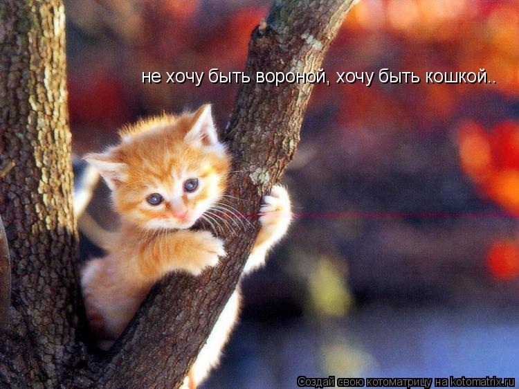 Котоматрица: не хочу быть вороной, хочу быть кошкой..