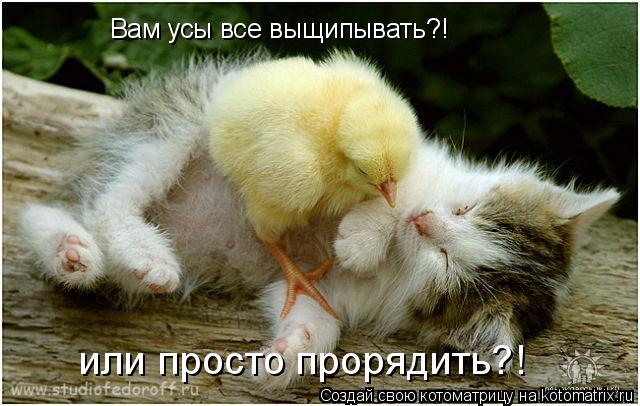 Котоматрица: Вам усы все выщипывать?! или просто прорядить?!