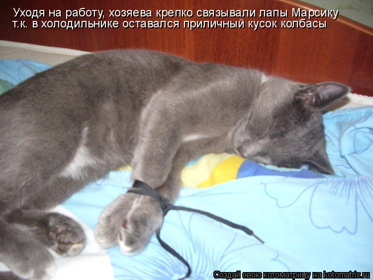 Котоматрица: Уходя на работу, хозяева крепко связывали лапы Марсику т.к. в холодильнике оставался приличный кусок колбасы