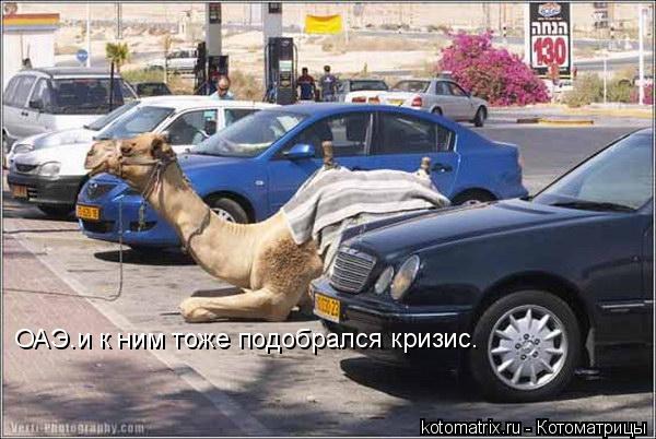 Котоматрица: ОАЭ.и к ним тоже подобрался кризис.