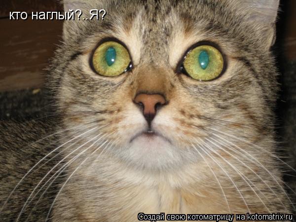 Котоматрица: кто наглый?..Я?