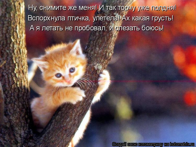 Котоматрица: Ну, снимите же меня! И так торчу уже полдня! Вспорхнула птичка, улетела! Ах какая грусть! А я летать не пробовал, и слезать боюсь!