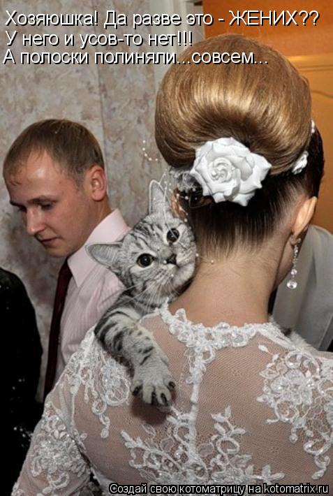 Котоматрица: Хозяюшка! Да разве это - ЖЕНИХ?? У него и усов-то нет!!!  А полоски полиняли...совсем...