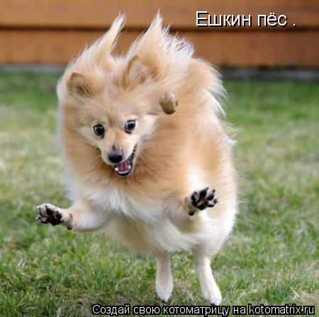 Котоматрица: Ешкин пёс .