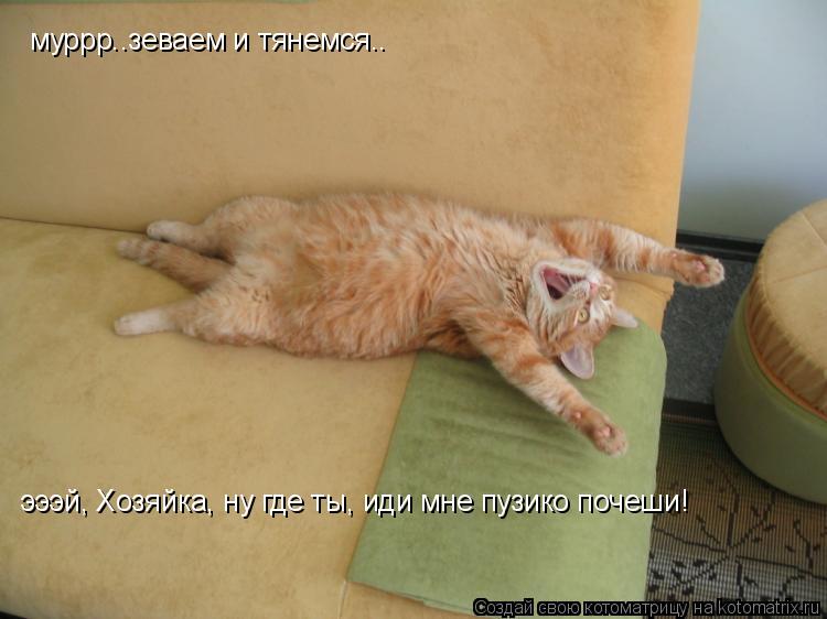 Котоматрица: муррр..зеваем и тянемся.. эээй, Хозяйка, ну где ты, иди мне пузико почеши!