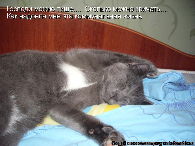 Котоматрица: Господи можно тише..... Сколько можно кричать..... Как надоела мне эта коммунальная жизнь