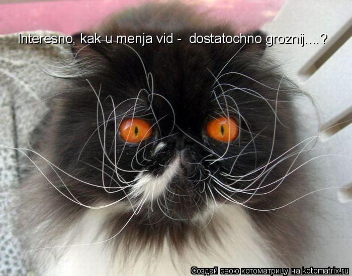 Котоматрица: Interesno, kak u menja vid -  dostatochno groznij....?
