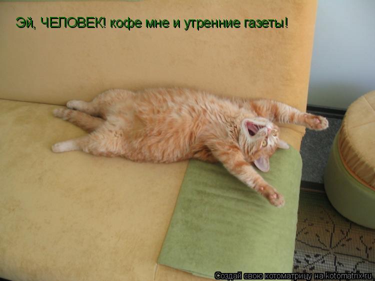 Котоматрица: Эй, ЧЕЛОВЕК! кофе мне и утренние газеты!