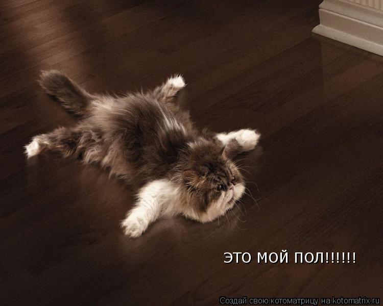 Котоматрица: ЭТО МОЙ ПОЛ!!!!!!