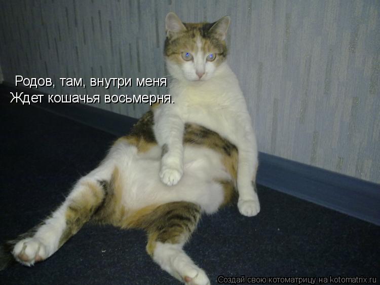 Котоматрица: Родов, там, внутри меня Родов, там, внутри меня Ждет кошачья восьмерня.
