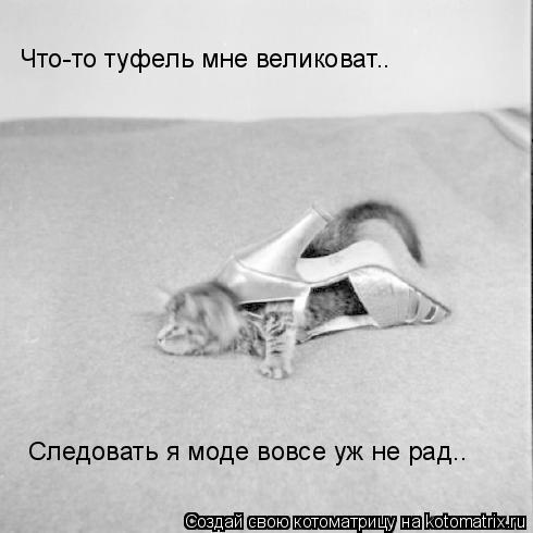 Котоматрица: Что-то туфель мне великоват.. Следовать я моде вовсе уж не рад..