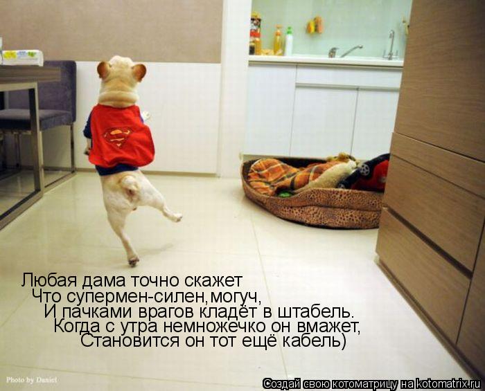 Любая дама точно скажет Что супермен-силен,могуч, И пачками врагов кладёт в штабель. Когда с утра нем... Котоматрица: Любая дама точно скажет Что супермен-силен,могуч, И пачками врагов кладёт в штабель. Когда с утра немножечко он вмажет, Становится он тот ещ