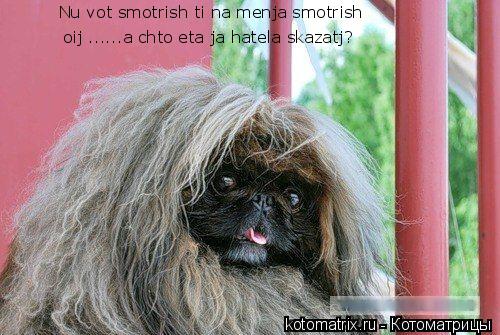 Котоматрица: Nu vot smotrish ti na menja smotrish   oij ......a chto eta ja hatela skazatj?