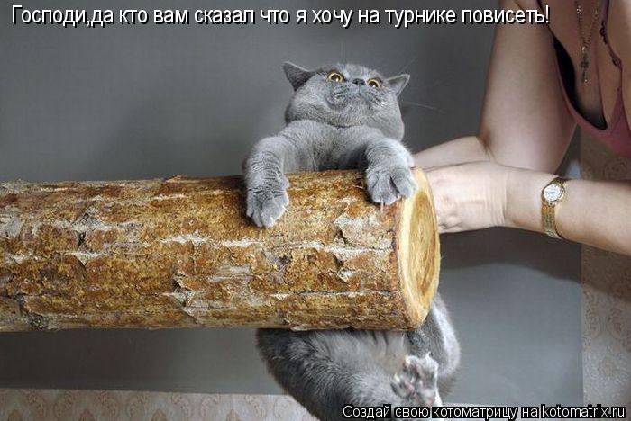 Котоматрица: Господи,да кто вам сказал что я хочу на турнике повисеть!