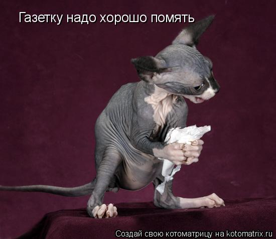 Котоматрица: Газетку надо хорошо помять