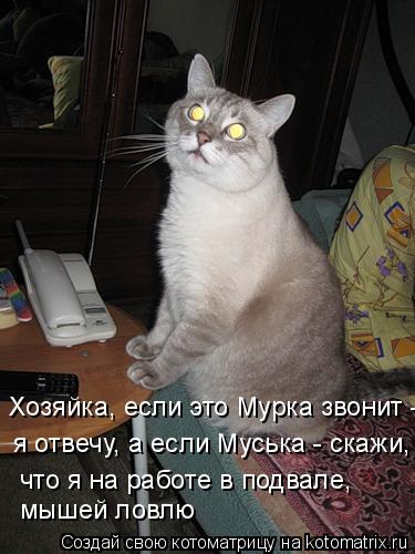 Котоматрица: Хозяйка, если это Мурка звонит - я отвечу, а если Муська - скажи, что я на работе в подвале, мышей ловлю