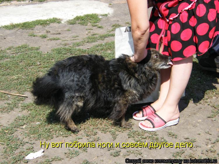 Котоматрица: Ну вот побрила ноги и совсем другое дело.