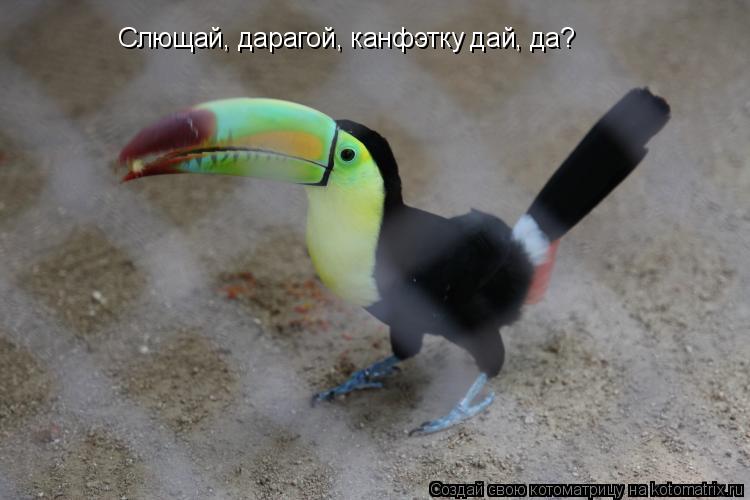 Котоматрица: Слющай, дарагой, канфэтку дай, да?