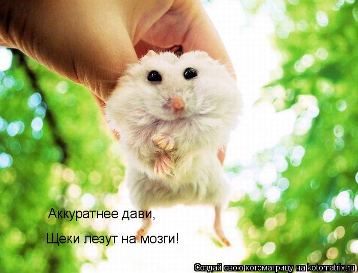 Котоматрица: Аккуратнее дави, Щеки лезут на мозги!