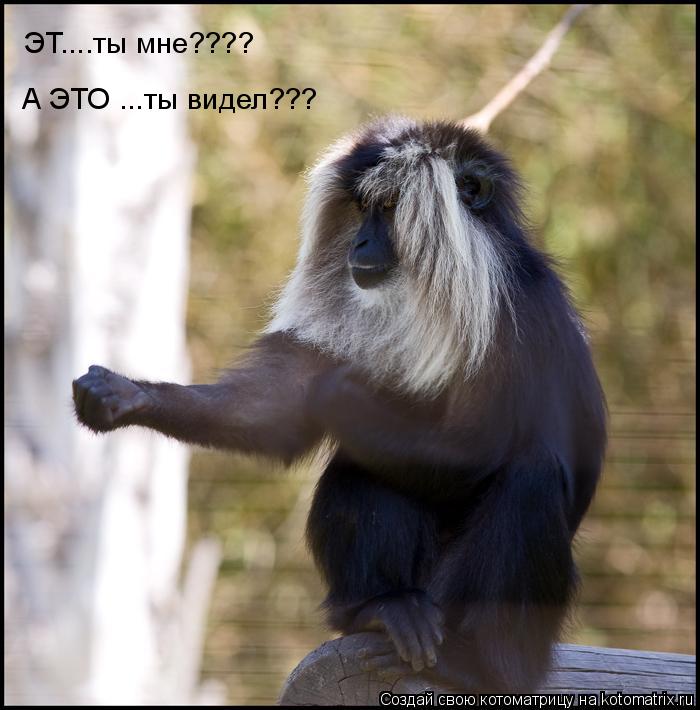 Котоматрица: ЭТ....ты мне???? А ЭТО ...ты видел???