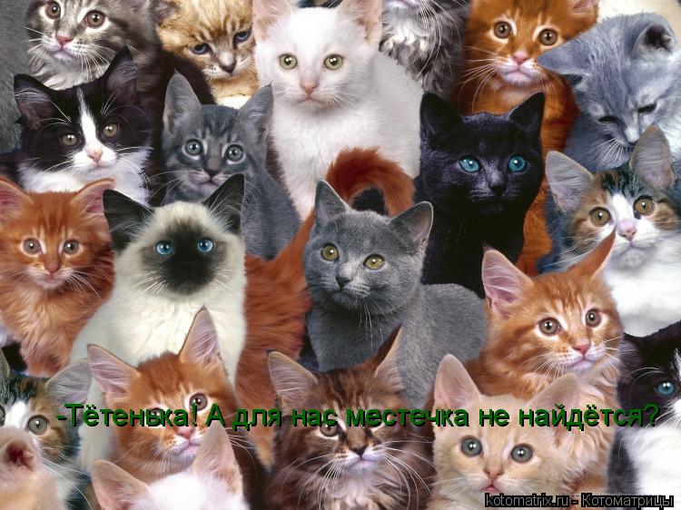 -Тётенька! А для нас местечка не найдётся?... Котоматрица: -Тётенька! А для нас местечка не найдётся?