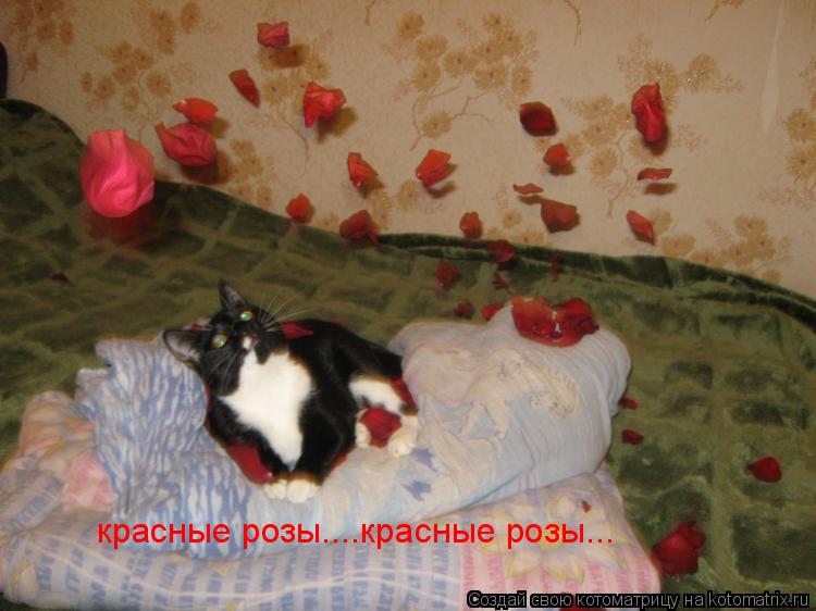 красные розы....красные розы...... Котоматрица: красные розы....красные розы...