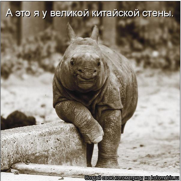 А это я у великой китайской стены.... Котоматрица: А это я у великой китайской стены.