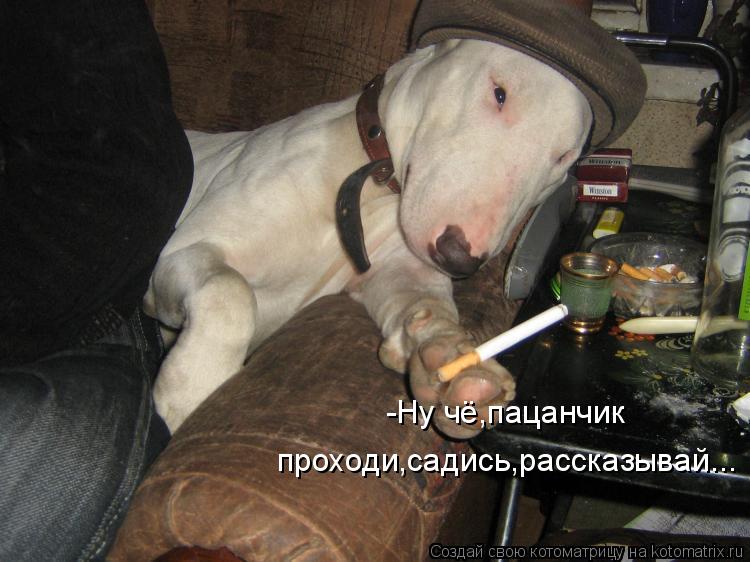-Ну чё,пацанчик проходи,садись,рассказывай...... Котоматрица: -Ну чё,пацанчик проходи,садись,рассказывай...