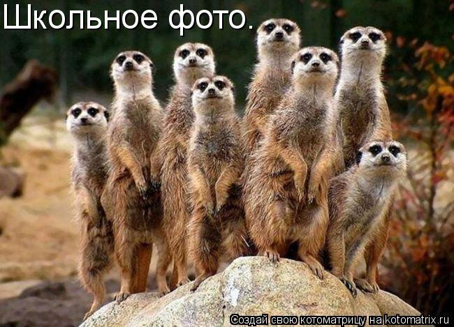 Школьное фото.... Котоматрица: Школьное фото.