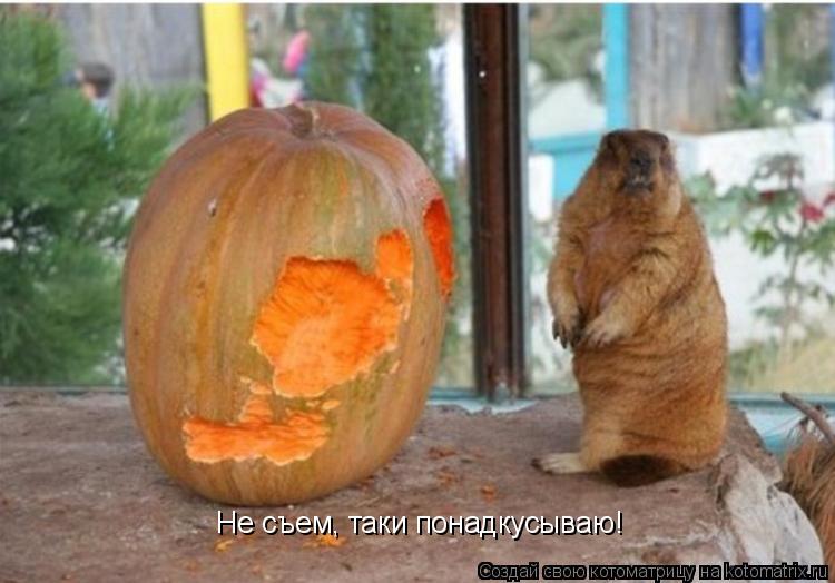 Не съем, таки понадкусываю!... Котоматрица: Не съем, таки понадкусываю!