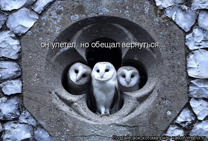 он улетел, но обещал вернуться...... Котоматрица: он улетел, но обещал вернуться...