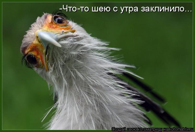 -Что-то шею с утра заклинило...... Котоматрица: -Что-то шею с утра заклинило...