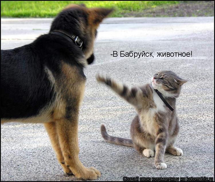 Котоматрица: -В Бабруйск, животное!