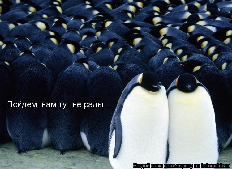 Котоматрица: Пойдем, нам тут не рады...