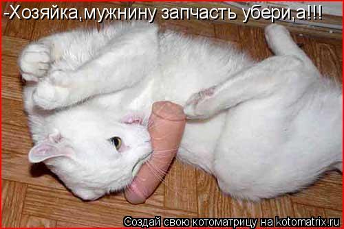Котоматрица: -Хозяйка,мужнину запчасть убери,а!!!